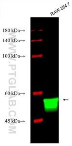 NOX2 Antibody in Western Blot (WB)