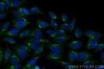 GOLPH3 Antibody in Immunocytochemistry (ICC/IF)