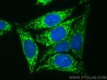 CHCHD2 Antibody in Immunocytochemistry (ICC/IF)