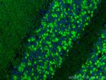 KCC2/SLC12A5 Antibody in Immunohistochemistry (PFA fixed) (IHC (PFA))