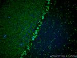 MYH10 Antibody in Immunohistochemistry (PFA fixed) (IHC (PFA))