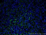 LRP2 Antibody in Immunohistochemistry (PFA fixed) (IHC (PFA))