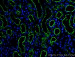 LRP2 Antibody in Immunohistochemistry (PFA fixed) (IHC (PFA))