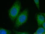 TMEM173 Antibody in Immunocytochemistry (ICC/IF)
