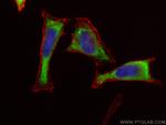 CUEDC2 Antibody in Immunocytochemistry (ICC/IF)