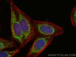 EXD2 Antibody in Immunocytochemistry (ICC/IF)