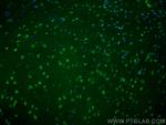 MEF2C Antibody in Immunohistochemistry (PFA fixed) (IHC (PFA))