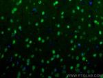 MEF2C Antibody in Immunohistochemistry (PFA fixed) (IHC (PFA))