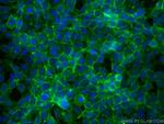 ASCT2 Antibody in Immunocytochemistry (ICC/IF)