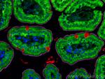 ASCT2 Antibody in Immunohistochemistry (PFA fixed) (IHC (PFA))