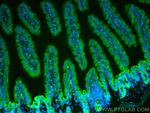 DMT1 Antibody in Immunohistochemistry (PFA fixed) (IHC (PFA))