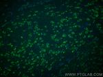 TMC1 Antibody in Immunohistochemistry (PFA fixed) (IHC (PFA))