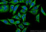 DEPDC6/Deptor Antibody in Immunocytochemistry (ICC/IF)
