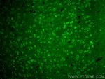 Kv4.2 Antibody in Immunohistochemistry (PFA fixed) (IHC (PFA))