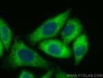 DDRGK1 Antibody in Immunocytochemistry (ICC/IF)