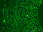 L-VOCC Antibody in Immunohistochemistry (PFA fixed) (IHC (PFA))