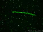 GLUT1 Antibody in Immunohistochemistry (PFA fixed) (IHC (PFA))
