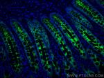 PIGR Antibody in Immunohistochemistry (PFA fixed) (IHC (PFA))