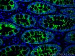 PIGR Antibody in Immunohistochemistry (PFA fixed) (IHC (PFA))