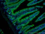 PIGR Antibody in Immunohistochemistry (PFA fixed) (IHC (PFA))