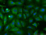 IQGAP1 Antibody in Immunocytochemistry (ICC/IF)
