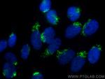 Giantin Antibody in Immunocytochemistry (ICC/IF)