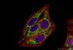 TFAM Antibody in Immunocytochemistry (ICC/IF)