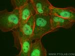 WWTR1 Antibody in Immunocytochemistry (ICC/IF)