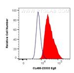 Eg5 Antibody in Flow Cytometry (Flow)