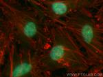 P15RS Antibody in Immunocytochemistry (ICC/IF)
