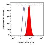 ACTN3 Antibody in Flow Cytometry (Flow)