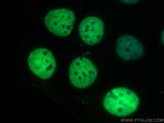 SALL4 Antibody in Immunocytochemistry (ICC/IF)