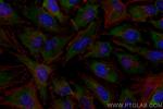 GIGYF2 Antibody in Immunocytochemistry (ICC/IF)