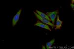 WDR81 Antibody in Immunocytochemistry (ICC/IF)