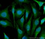 GEMIN5 Antibody in Immunocytochemistry (ICC/IF)