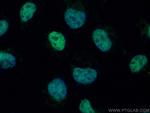 ZKSCAN1 Antibody in Immunocytochemistry (ICC/IF)