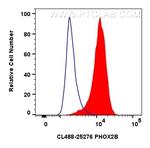 PHOX2B Antibody in Flow Cytometry (Flow)