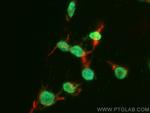 PHOX2B Antibody in Immunocytochemistry (ICC/IF)