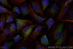 APOL2 Antibody in Immunocytochemistry (ICC/IF)