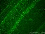 WFS1 Antibody in Immunohistochemistry (PFA fixed) (IHC (PFA))