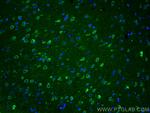 WFS1 Antibody in Immunohistochemistry (PFA fixed) (IHC (PFA))
