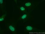 RAD21 Antibody in Immunocytochemistry (ICC/IF)