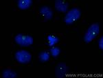 Pericentrin Antibody in Immunocytochemistry (ICC/IF)