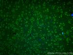 ANK3 Antibody in Immunohistochemistry (PFA fixed) (IHC (PFA))