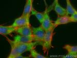 RanBP1 Antibody in Immunocytochemistry (ICC/IF)