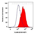 NET1 Antibody in Flow Cytometry (Flow)