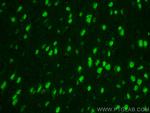 NET1 Antibody in Immunohistochemistry (PFA fixed) (IHC (PFA))