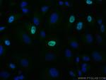 CENPF Antibody in Immunocytochemistry (ICC/IF)