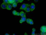 TAC1 Antibody in Immunocytochemistry (ICC/IF)