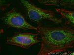 Sam50 Antibody in Immunocytochemistry (ICC/IF)